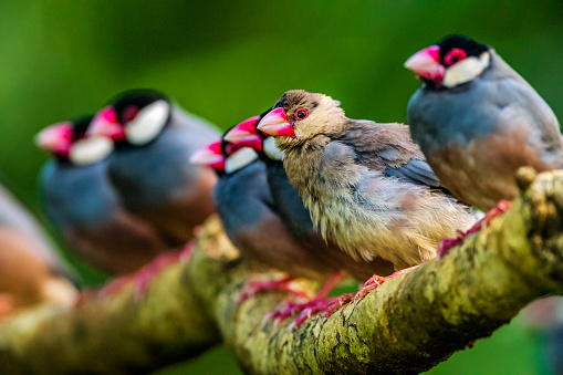 Java Sparrow songbirds  on the Hawaiian Island of Kauai
