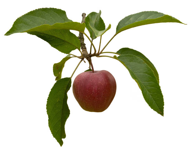 istock ripe apples on a branch isolated on white background 1266492043
