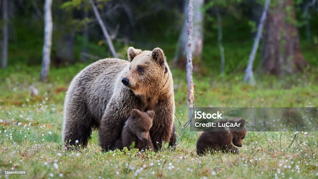 Mother bear and her three little puppies Mother brown bear protecting her cubs in a Finnish forest. Bear Cub Stock Photo