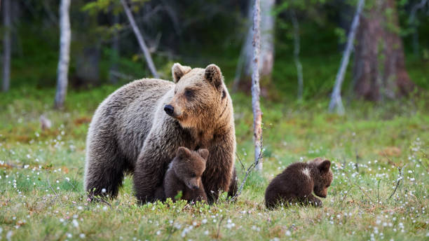 Mother bear and her three little puppies stock photo