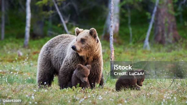 Mother Bear And Her Three Little Puppies Stock Photo - Download Image Now - Bear Cub, Bear, Cub
