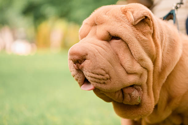 Beautiful sharpei puppy lies on the green grass in the park on a leash Beautiful sharpei puppy lies on the green grass in the park on a leash accipiter striatus stock pictures, royalty-free photos & images