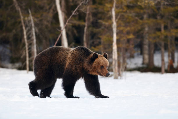 istock Brown bear walking in the snow 1266492845
