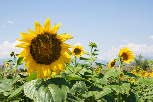 Sunflowers in the fields