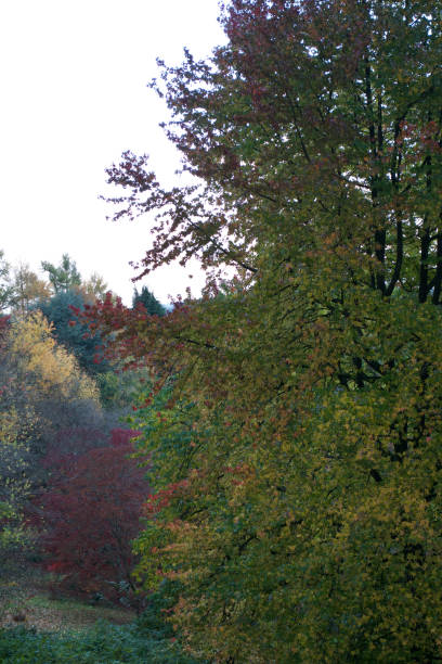 istock Colourful autumn woodland 1266494507