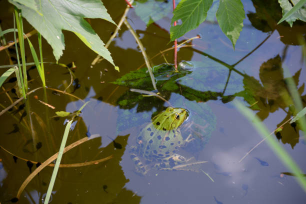 istock Green frog on a leaf in a pond with  tadpoles 1266495986