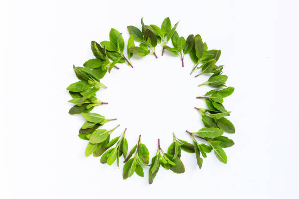 istock Circle frame made of holy basil leaves on white background. 1266496097