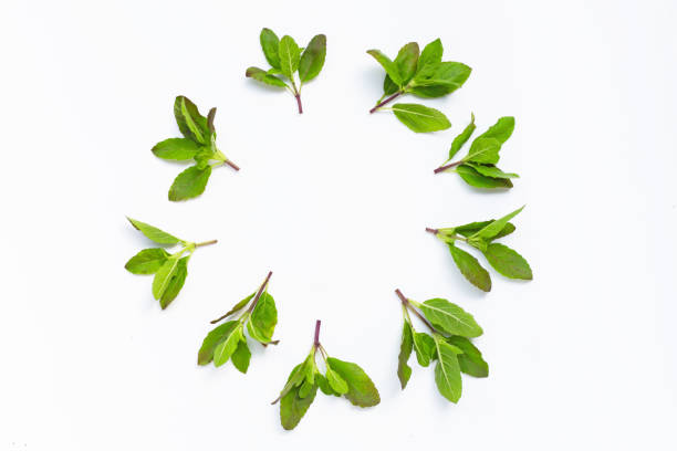 Circle frame made of holy basil leaves on white background. Copy space