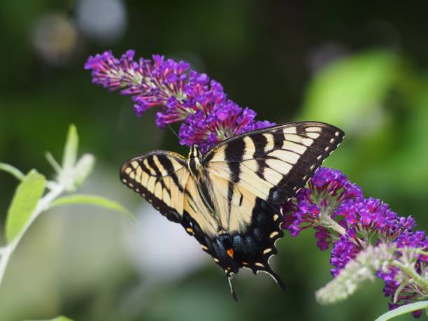 istock Yellow Swallow Tail on Purple Butterfly Bush 1266496369