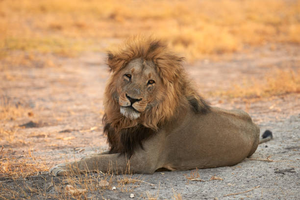 männlicher löwe liegt - lion mane strength male animal stock-fotos und bilder