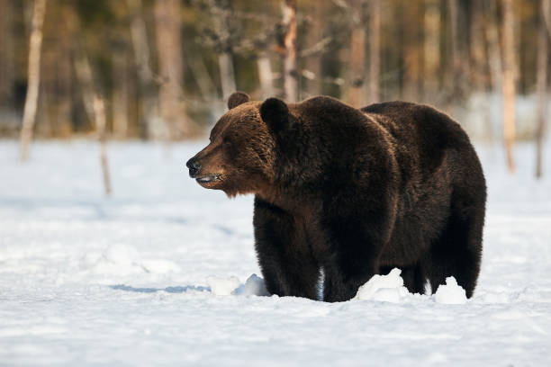 istock Brown bear walking in the snow 1266500294