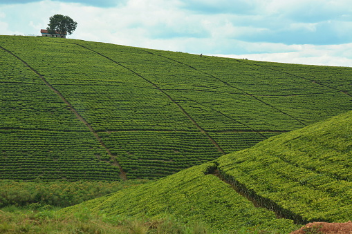 One of the many tea plantations in Uganda.