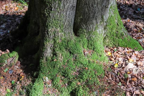 istock An old tree trunk in a european forest landscape environment 1266501955