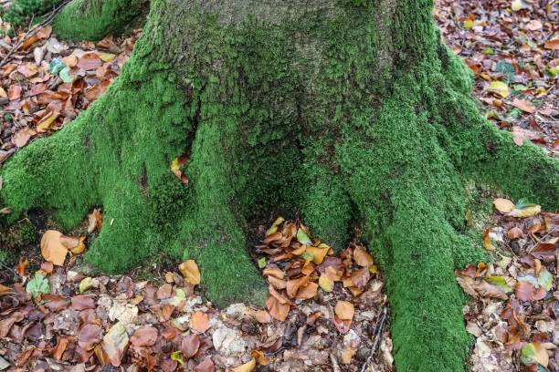 istock An old tree trunk in a european forest landscape environment 1266501986