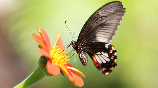 black butterfly flying over a flower in the butterfly garden of Chiang Mai, Thailand