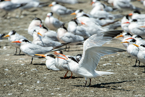 Small group of tern birds standing on the shore of the Elhorn Slough.