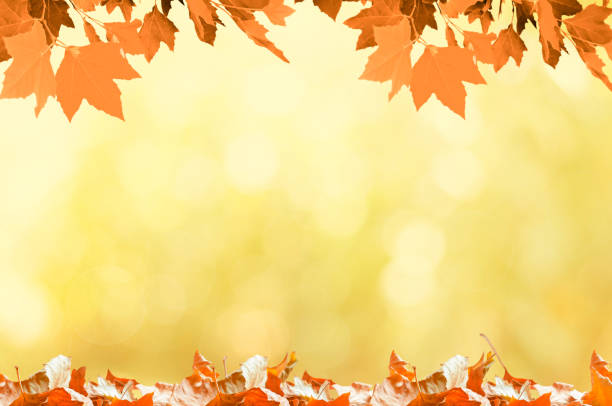 istock Autumn background with maple leaves 1266505096