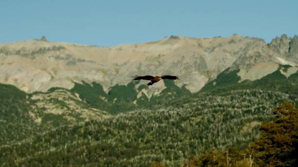 istock photo of a wild eagle alone in a canyon 1266505260
