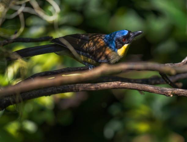 istock curious blue and gold tanager (Bangsia arcaei) passerine bird 1266512308