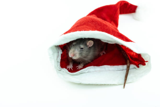 istock gray little rat hiding in a santa hat on a white background 1266513083