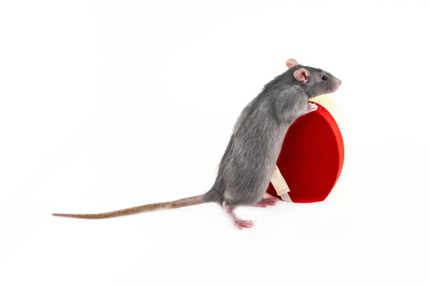 istock gray rat with red heart-shaped giftbox on an isolated background 1266513095