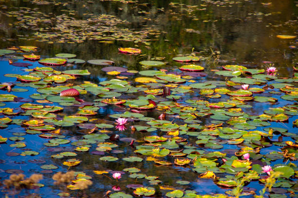 istock Colorful lily pads on a pond 1266513888