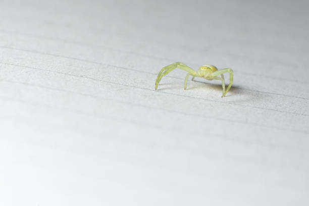 Black footed yellow sac, small green spider, on lined paper. Face on low angle horizontal full body super macro image of a black footed yellow sack spider on lined paper indoors. Plenty of copy space. yellow spider stock pictures, royalty-free photos & images