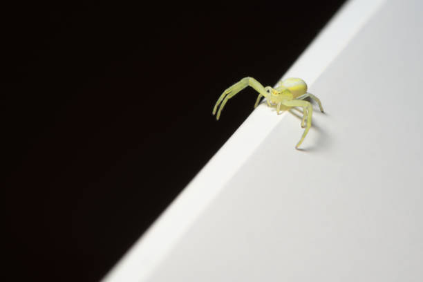 Black footed yellow sac spider walks the sharp edge between black and white Abstract scene, small black-footed yellow sac spider explores the divide between black and white halves of the image with its long legs. Copy space. yellow spider stock pictures, royalty-free photos & images