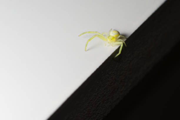 Balancing on the sharp edge, a tiny yellow sac spider. Unusual abstract super macro photo of a black footed yellow sac spider, featuring black and white halves which the spider balances between. yellow spider stock pictures, royalty-free photos & images