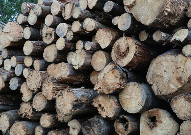 istock pattern of old logs clearing the forest from rotten and old trees background sawmill 1266514256
