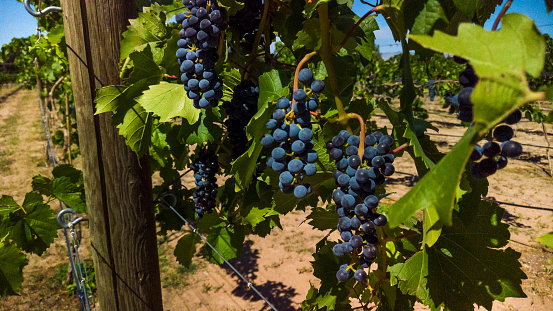 In Western Colorado Purple Grapes on Vines in Vineyard (Shot with DJI Pocket Cam 12mp 4032 × 3024 photos professionally retouched - Lightroom / Photoshop)