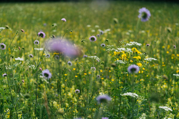 istock Scenic view of alpine meadow 1266515091
