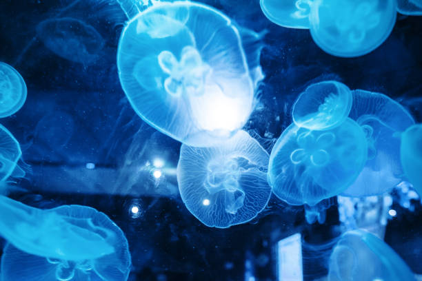 istock Moon Jellyfish Suspended in Water 1266517137