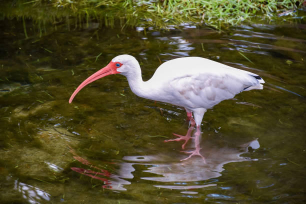 Long-beaked bird taking water in the lake