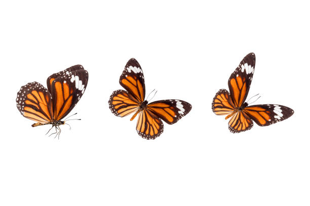istock Beautiful butterflies isolated on white background 1266518700