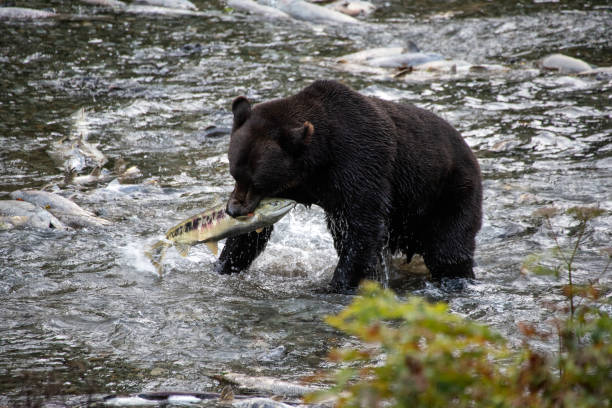 istock Grizzly during the salmon run 1266519616