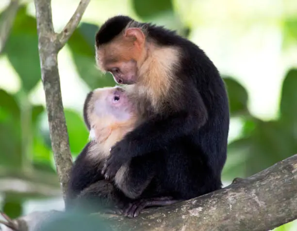 White-faced capuchin mother and baby gaze into each other's eyes during a tender moment in Manuel Antonio National Park, Costa Rica.