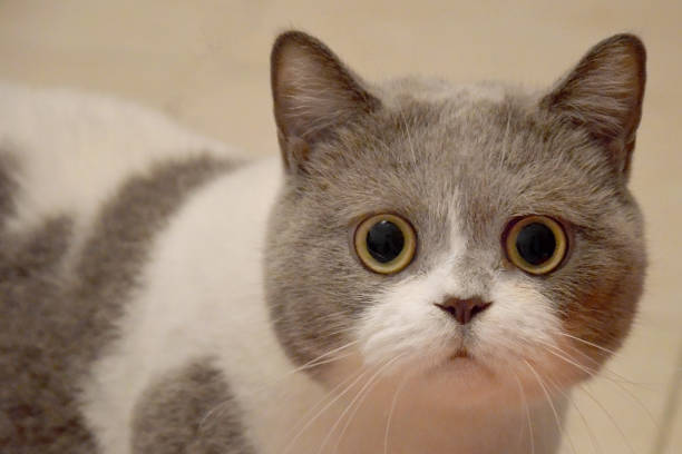 istock Muzzle of a British cat with big eyes. frightened animal 1266522540