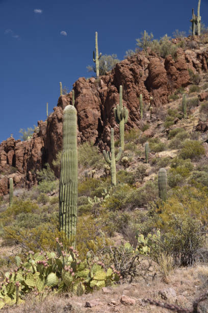 istock Cacti in Saguaro National Park, Arizona 1266527021
