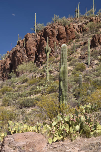 istock Cacti in Saguaro National Park, Arizona 1266527066