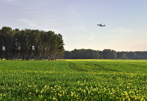 The silhouette of an airplane in the blue sky, a green agricultural field with yellow flowers, trees on the horizon. No people, no space for text. Novosibirsk region, Siberia, Russia, 2020