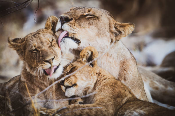Lion Love Stock Photos, Pictures & Royalty-Free Images - iStock