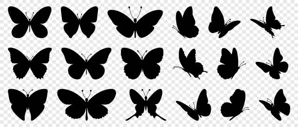 ilustraciones, imágenes clip art, dibujos animados e iconos de stock de mariposas voladoras silueta negro conjunto aislado sobre fondo transparente - mariposa lepidópteros