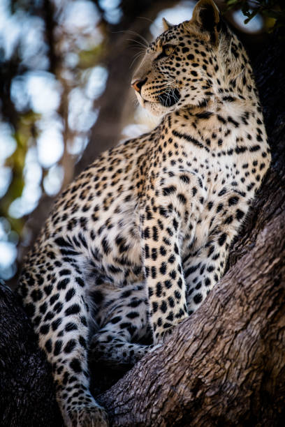 Leopard climbs the tree with prey in Namibia, Africa