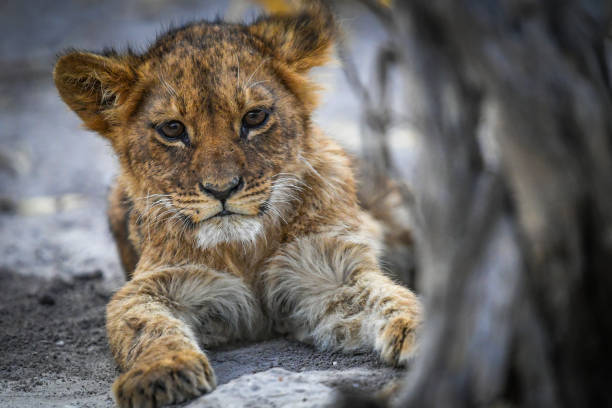 보스트와나에서 초베의 모래 지상 초상화에 누워 있는 아기 새끼 사자 - lion morning animal head front view 뉴스 사진 이미지