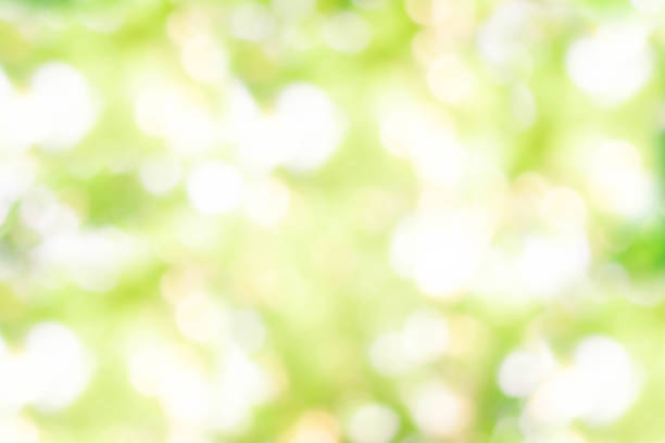 istock blurred Abstract natural greenery bokeh background in the forest with copy space using as background natural green plants landscape, ecology, fresh wallpaper concept. 1266532878