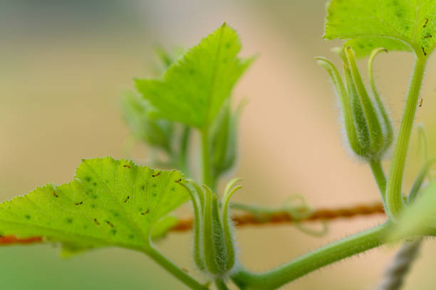 This plant is about to produce vibrant flowers