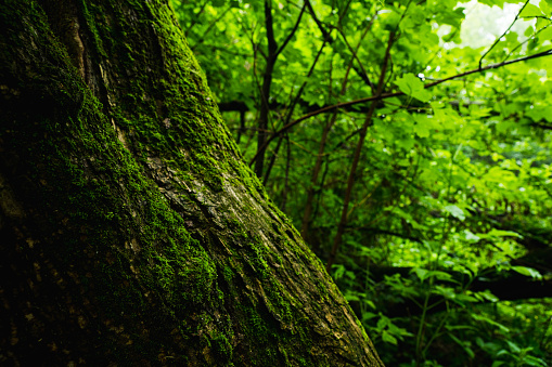 Beautiful summer forest with different trees