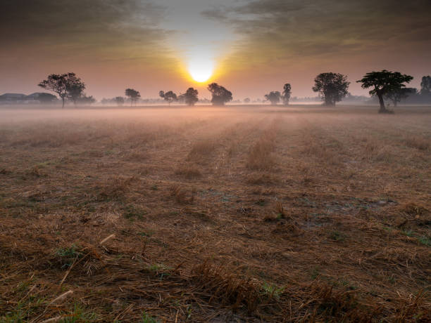 istock Fog Covering on The Dry Rice Fields behind The Sun 1266534222