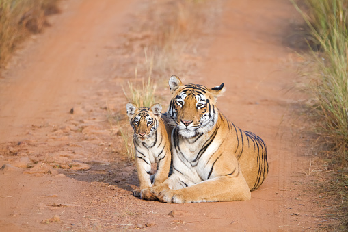 Tadoba Choti Thara and her Cub, Tiger Portrait